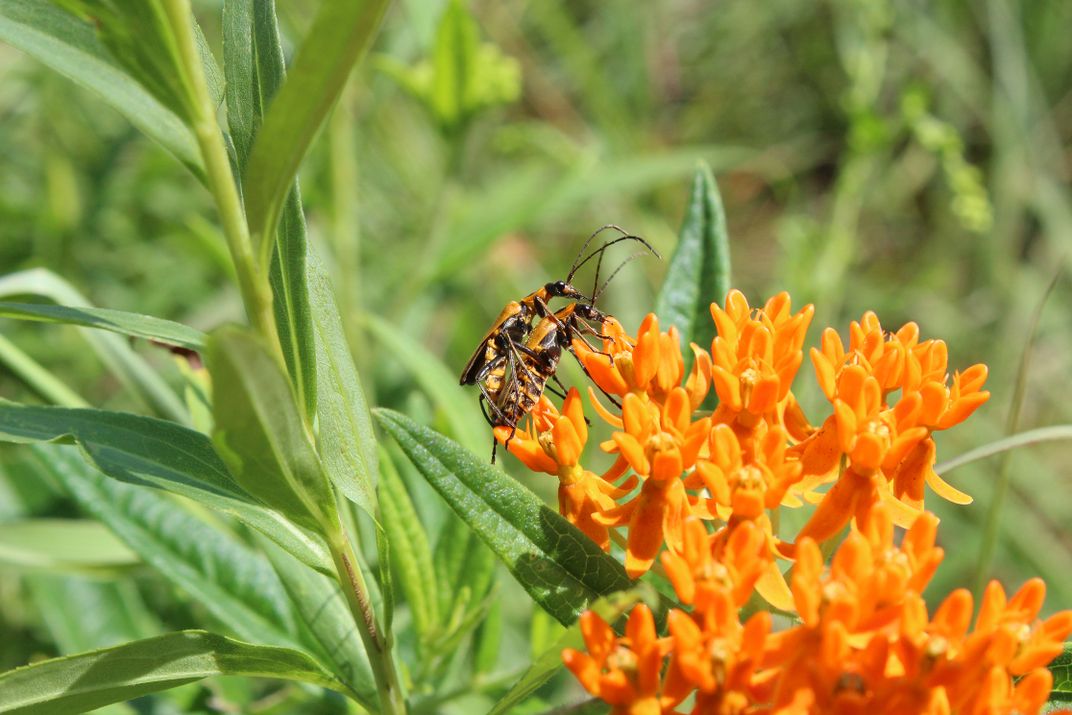 Insects on an orange flower | Smithsonian Photo Contest | Smithsonian ...