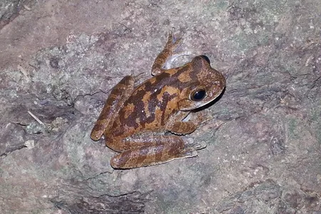 Male pug-nosed tree frogs confuse predators by overlapping their mating calls with those their neighbors. 