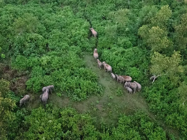 Gentle Giants in the Green Corridor thumbnail