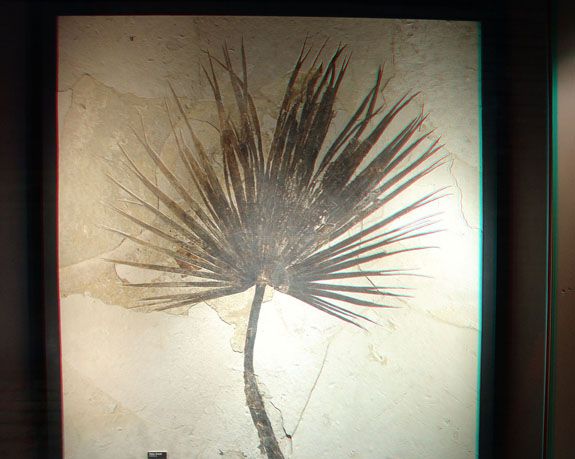 This palm frond fossil dating to the the Eocene period was found in Utah’s Green River Basin.