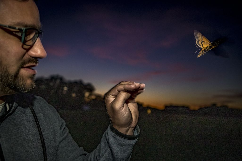 A man at night holds his hand out and a hawk moth flies nearby