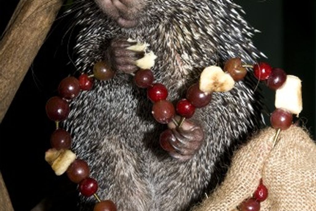 20110520110708Prehensile-TailedPorcupine2_MehganMurphy-resize.jpg