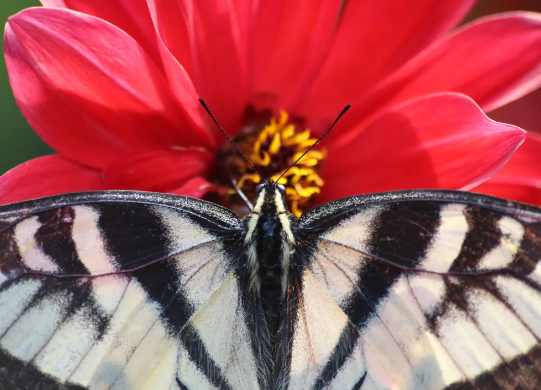 black white and red