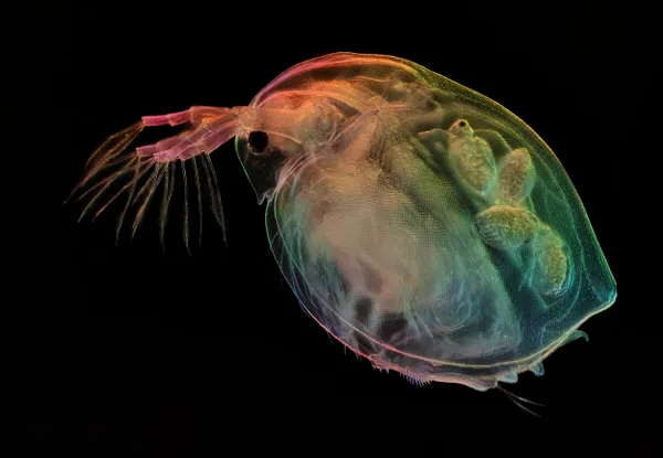 Pregnant Water Flea thumbnail