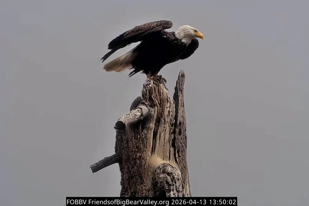 a bald eagle perched atop a dead tree