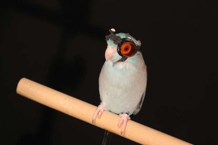 Obi the parrotlet