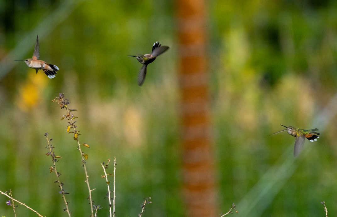Dance of the hummingbirds | Smithsonian Photo Contest | Smithsonian ...