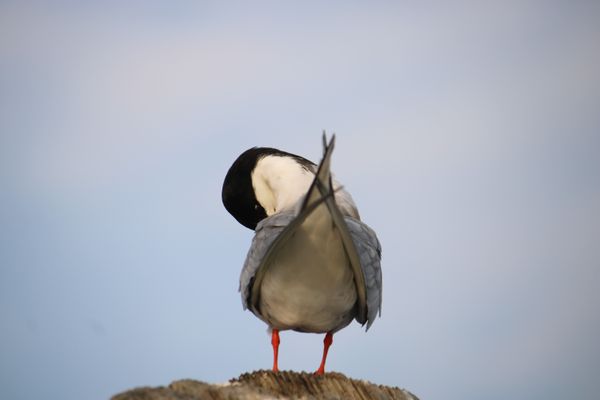 Common Tern on a Pylon thumbnail
