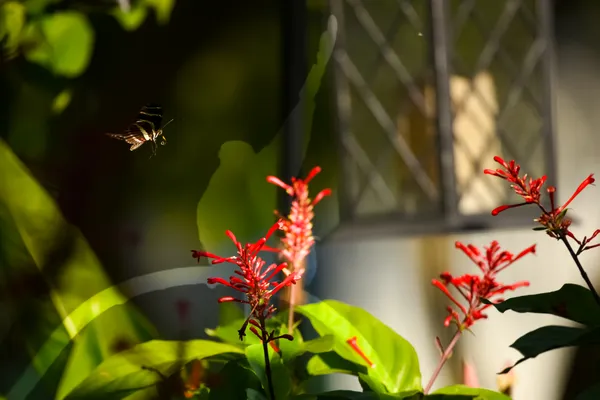 Zebra Longwing in sun spotlight thumbnail