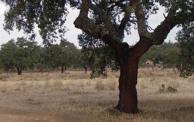 Cork oaks recently harvested of their bark are a common sight in the southern Iberian Peninsula. These middle-aged trees are growing in the Spanish province of Extremadura.