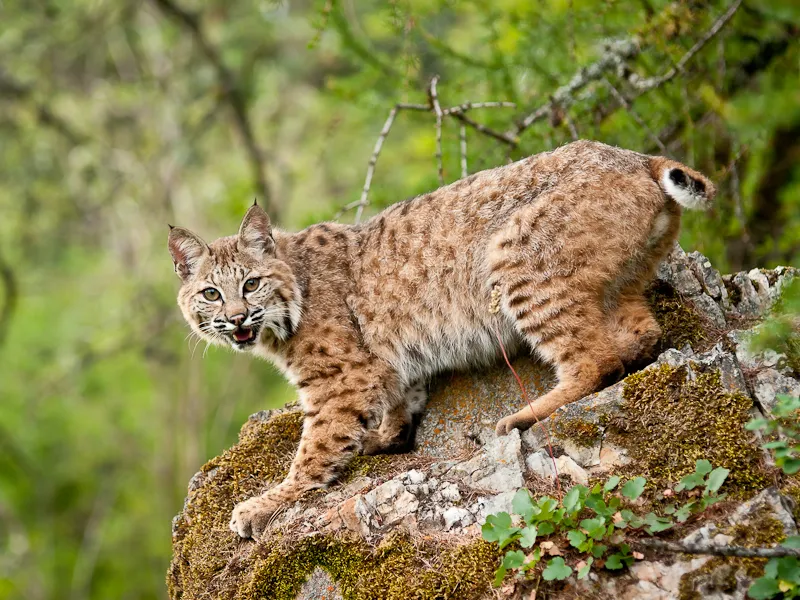 An Adult Bobcat Photographed Near Kalispell Montana Smithsonian Photo Contest Smithsonian 