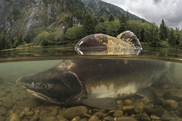 A Pacific salmon swims in a shallow part of the river. It's body is settled on smooth rocks, and its dorsal fin sticks out of the water. The river is surrounded by rocky cliff sides and evergreen trees.