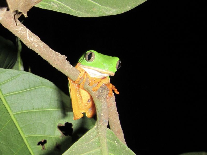 Tree Frog In The Peruvian Amazon Smithsonian Photo Contest Smithsonian Magazine