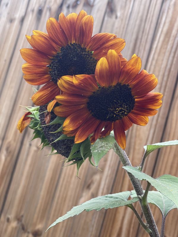 Sunflowers in Bloom thumbnail