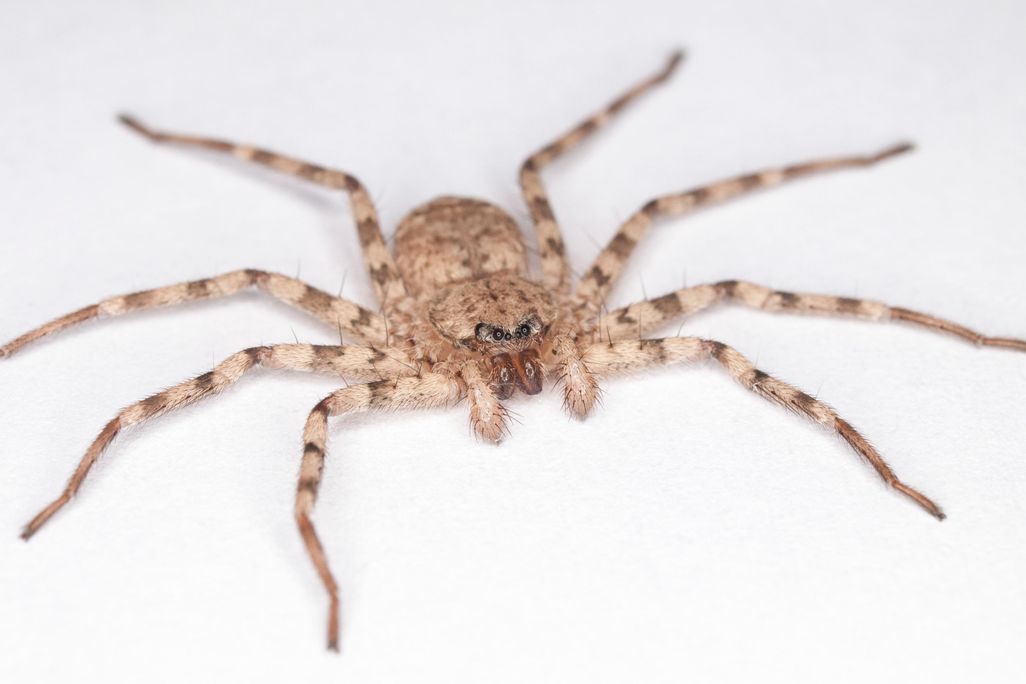 Flattie spider_ © 2015 Yu Zeng.jpg