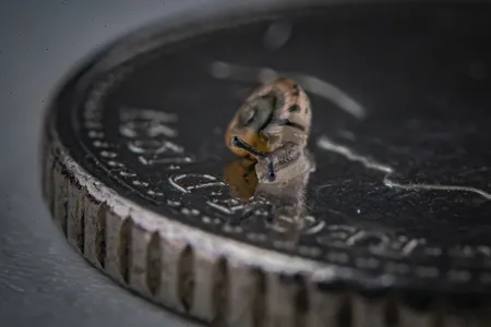 More than 1,300 tiny snails were released into the wild after a captive breeding effort. One baby snail is shown here on a British five pence coin.