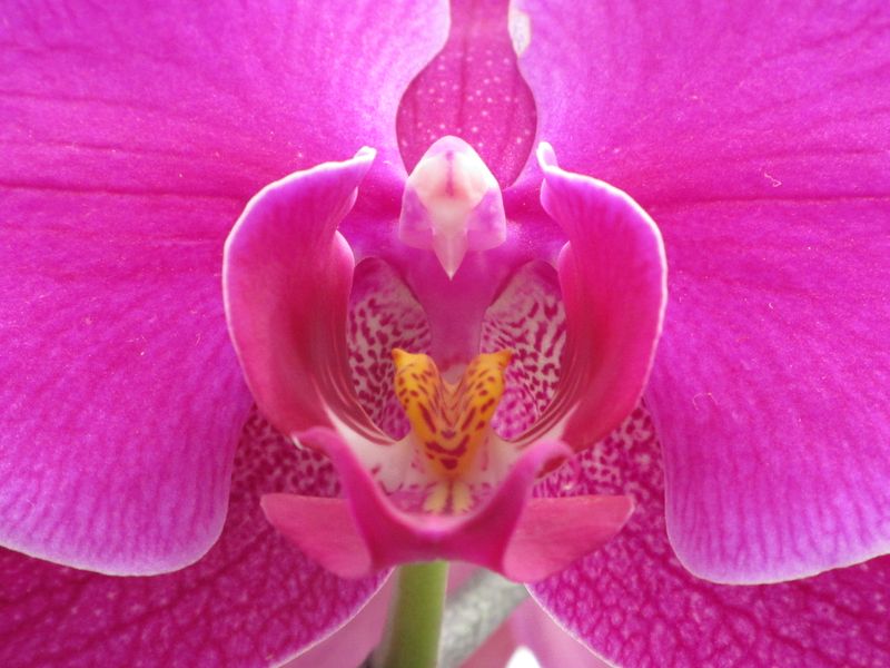 Orchid closeup, looks like bird Smithsonian Photo Contest Smithsonian Magazine