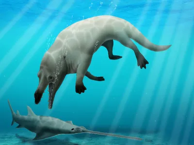 A restoration of the extinct whale Phiomicetus, named by paleontologists earlier this year, preying upon a sawfish.