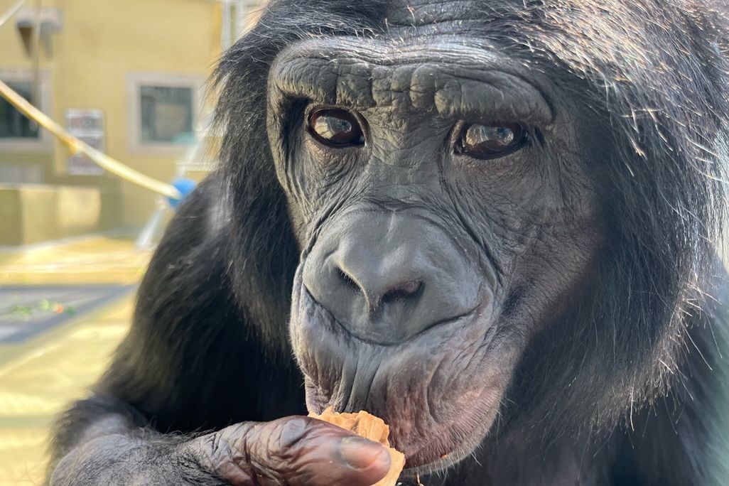 The bonobo Nyota at Ape Initiative.