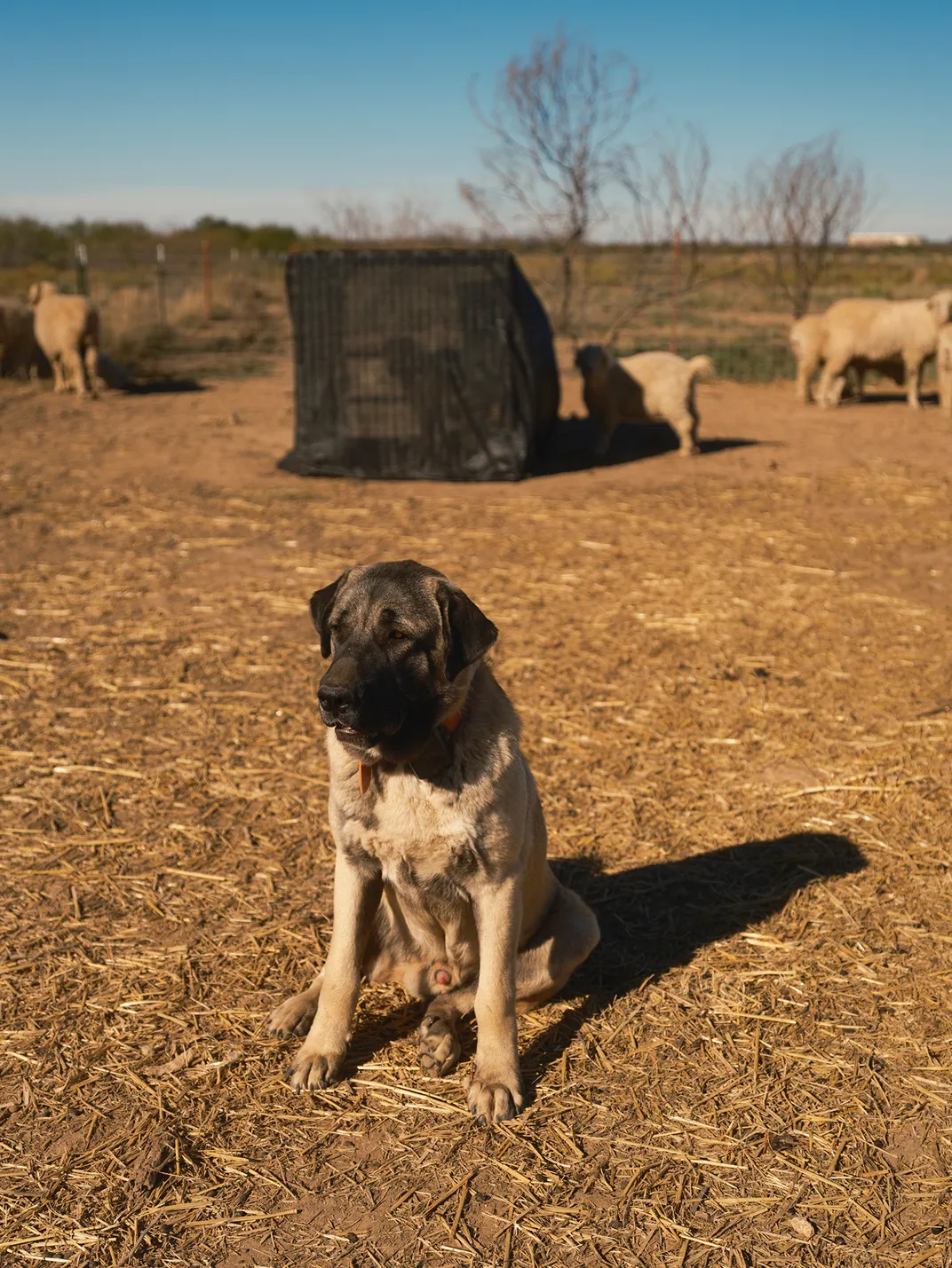 A 10-month-old guardian dog-in-training inside a pen with Merino sheep at Texas A&M.