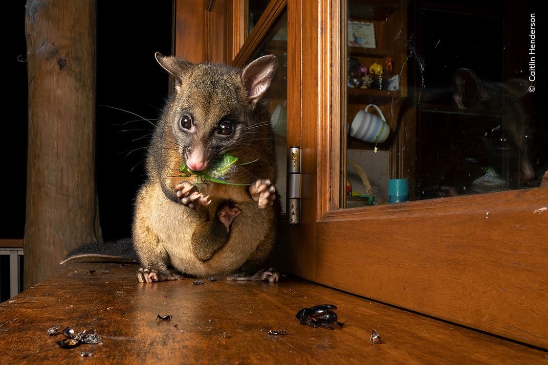 a possum on a windowsill holds a green cicada in its front paws as it eats