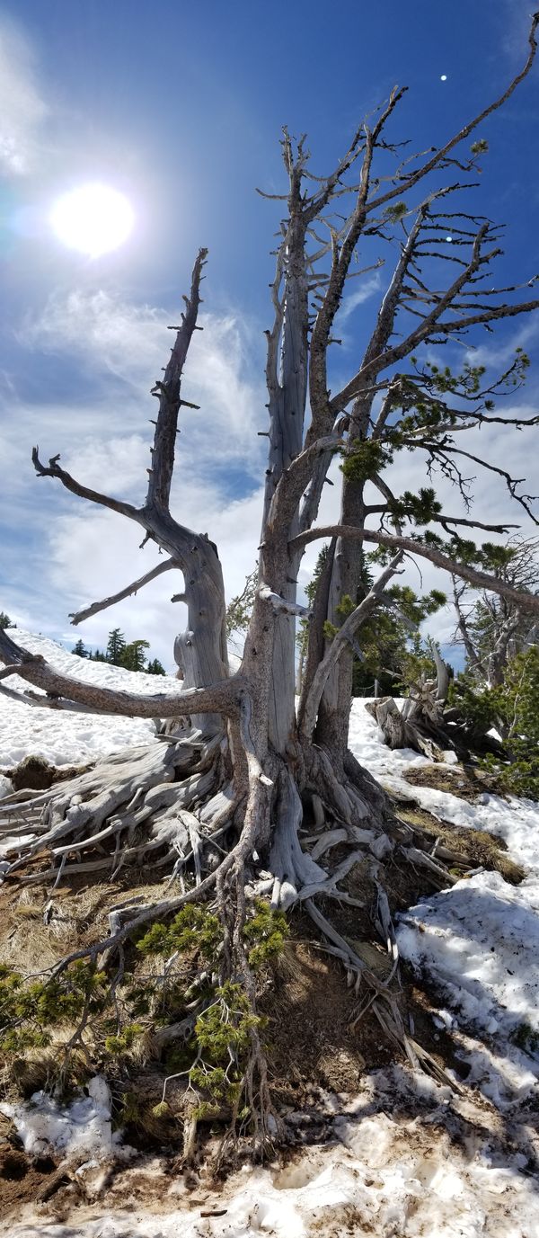 Lost Tree at Crater Lake National Park in Oregon thumbnail