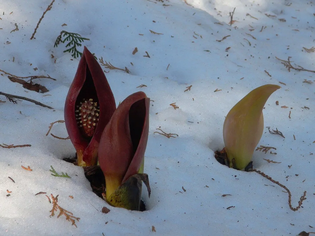 Red and yellow flowers in snow.