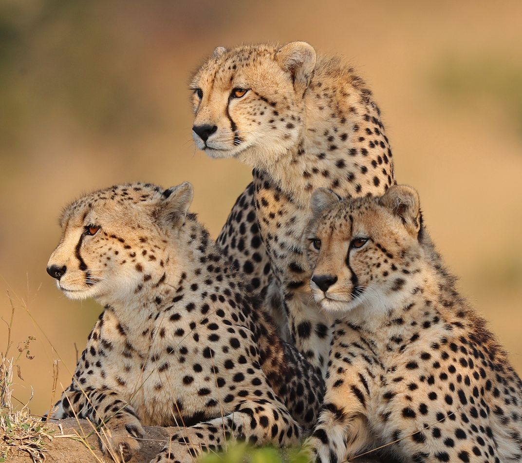 12 - A cheetah mom and her young cubs survey the landscape at a private game reserve.