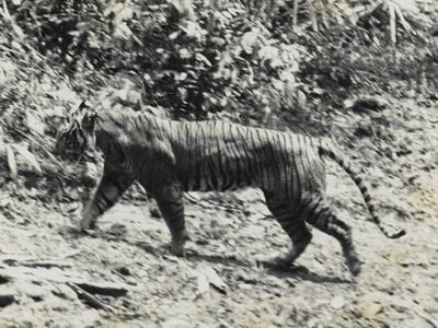 Taken in 1938, this image captures one of the once abundant Javan tigers. Hunting drove the big cats to extinction.