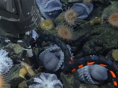 A remotely operated vehicle measured environmental conditions around the octopus nest site, including temperature and oxygen levels.