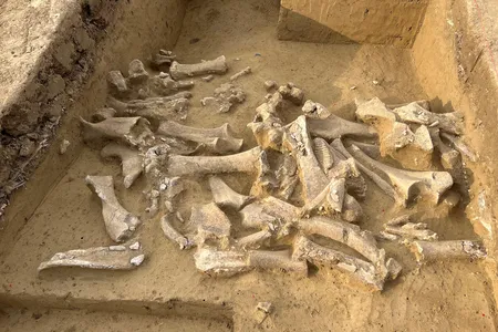 A collection of mammoth bones in a pit in Austria