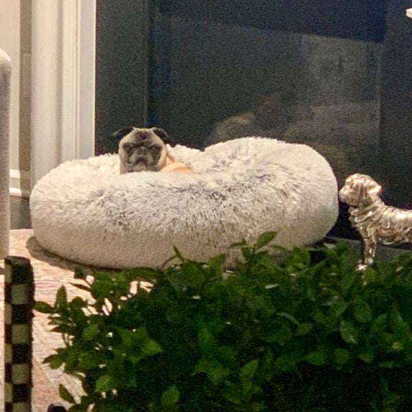 A Pug in his daily place.  thumbnail