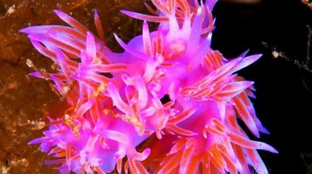 A marine sea slug