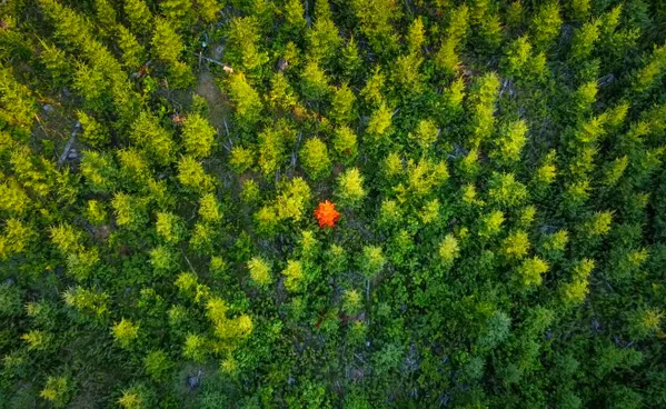 Color changes in Olympic National Forest thumbnail