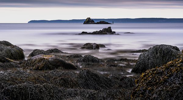 Rockweed Laden Outcrops thumbnail