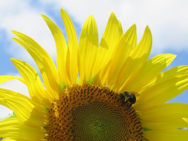 Bumble Bee on Sunflower thumbnail