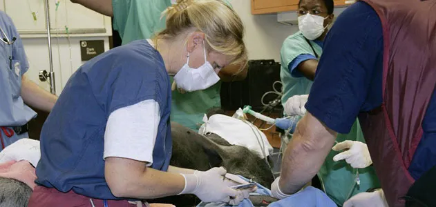 Dr. Murray operates on one of the Zoo’s gorillas