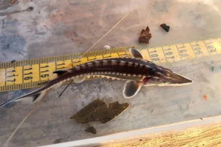 A baby Atlantic sturgeon caught from Virginia&rsquo;s James River is measured by Matt Balazik, a research ecologist with Virginia Commonwealth University.