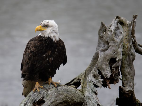 Bald Eagle on deadwood thumbnail