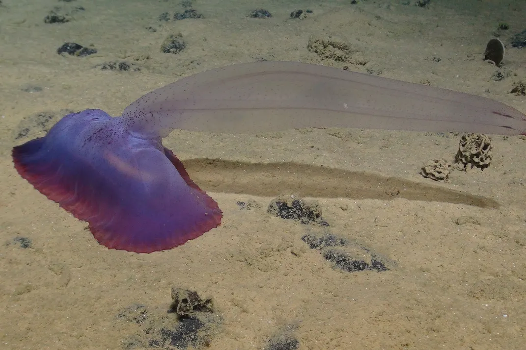 As Interest in Deep-Sea Mining Grows, Scientists Raise Alarms About the Possible Ecological Consequences