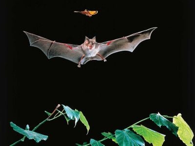 A greater horseshoe bat can use echolocation to target an insect meal.