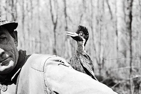 James T. Tanner's photographs of the ivory-billed woodpecker with guide J.J. Kuhn were believed to be the only pictures of a living nestling.