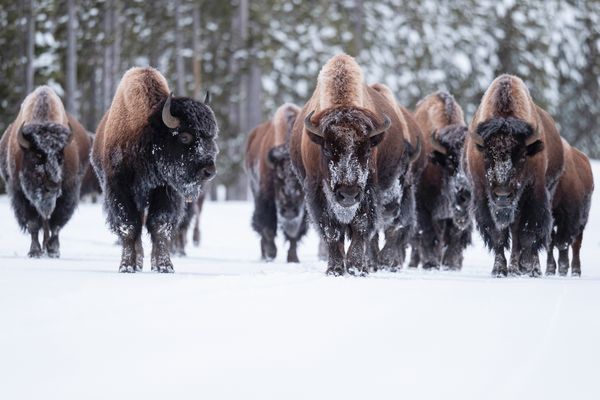 Winter Bison March in Yellowstone thumbnail
