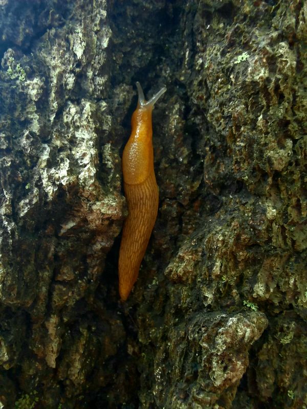 Slug on a Tree thumbnail