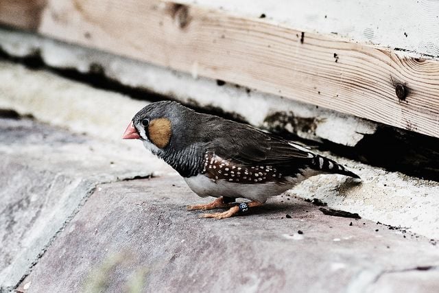 Zebra Finches are one of the birds that hold a trace of ancient hepatitis B in their genes.