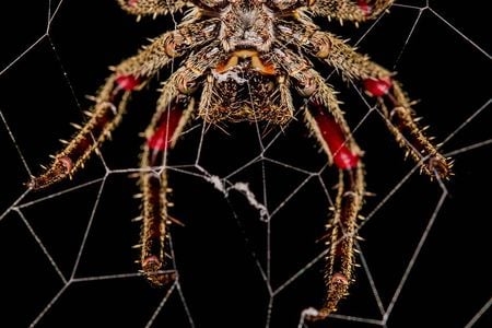 Spider silk is more than just a web for snaring prey. 