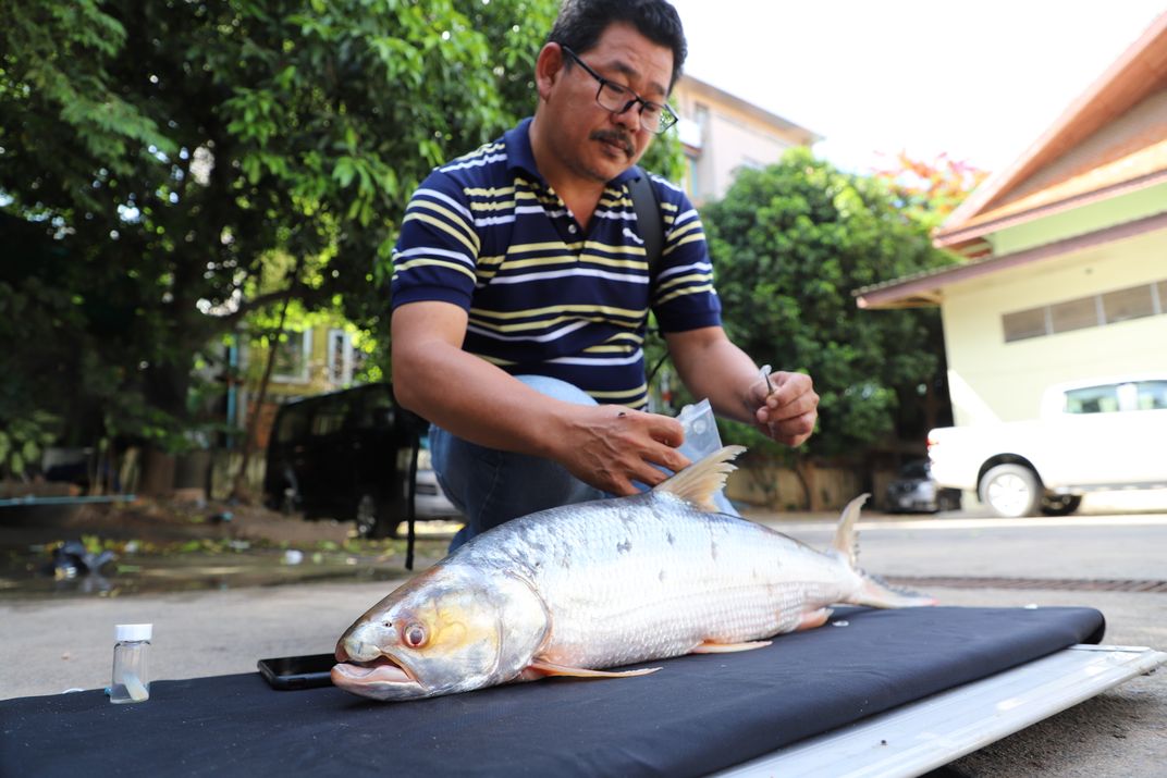 Man with a giant salmon carp on a surface