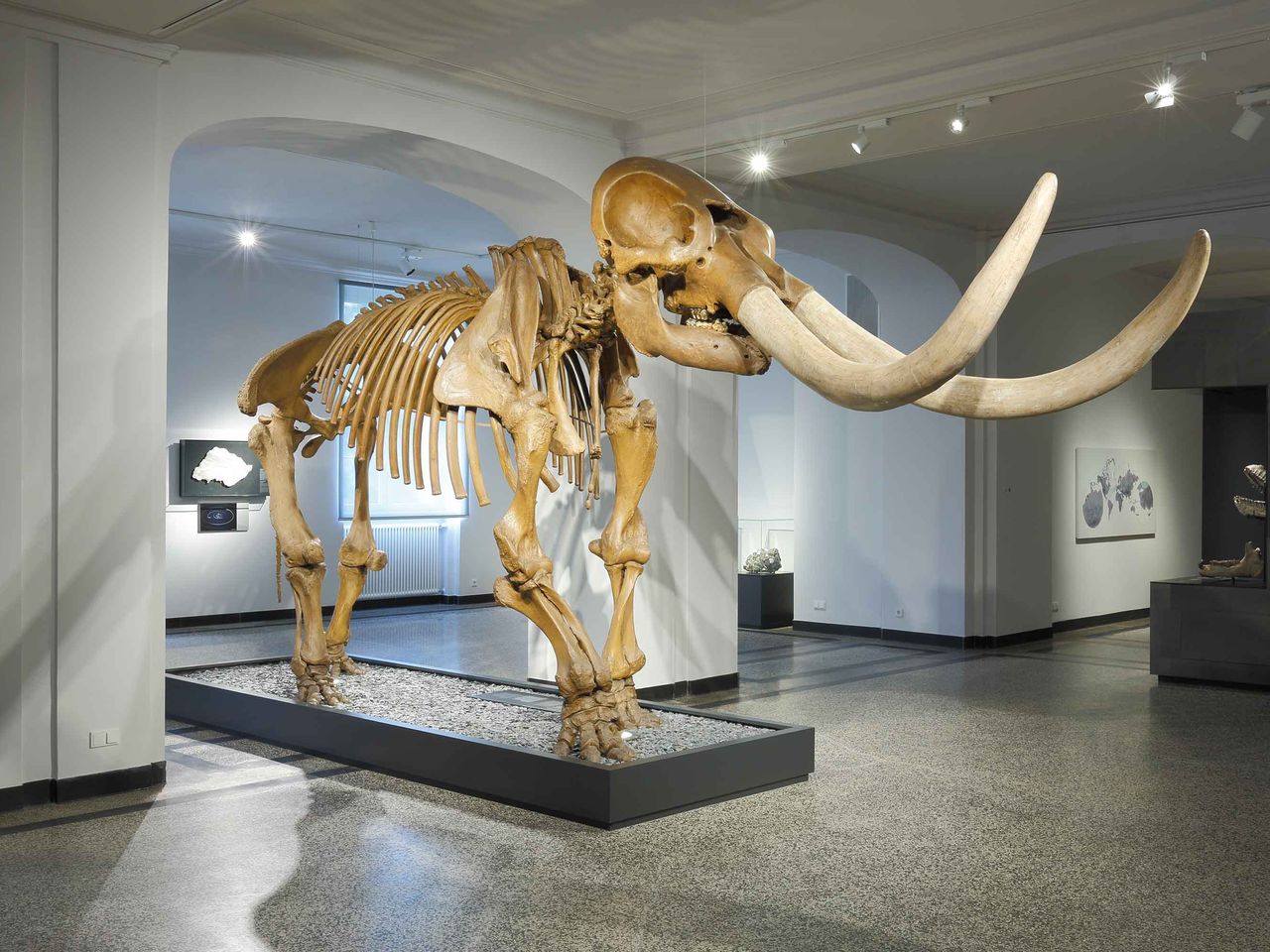 mastodon_geologie_s3b8878.jpg
