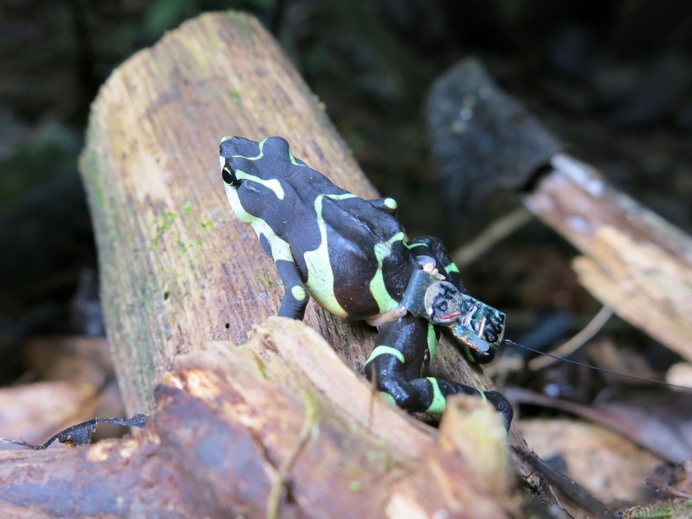 Released Limosa Harlequin frog with radio transmitter. Courtesy Blake Klocke