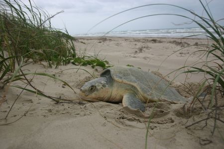 A critically endangered Kemp&#39;s Ridley sea turtle nesting.